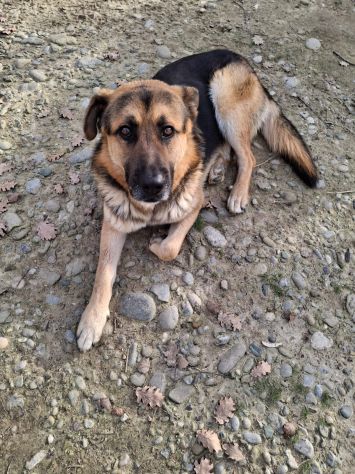 IRON PASTORE TEDESCO LO HANNO BUTTATO IN STRADA - Foto 4