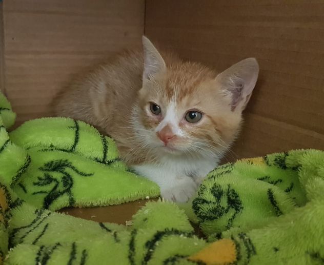 Gattini meravigliosi a Biella - Foto 2
