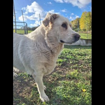 MARIA MERAVIGLIOSA e SOCIEVOLE, CANE IN ADOZIONE - Foto 4