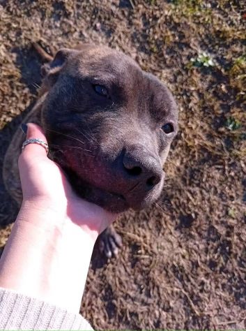 Zaza' ha un' indole meravigliosa, affettuoso cane in adozione 20 kg di tenerezza - Foto 9
