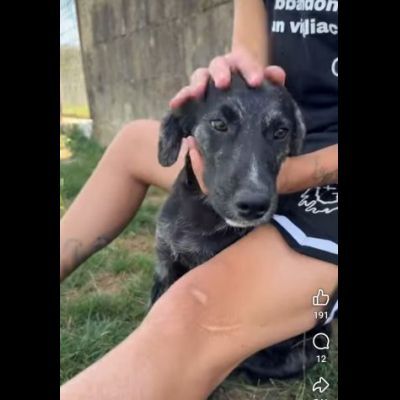 SHADOW TENERISSIMO CUCCIOLO IN ADOZIONE - Foto 2