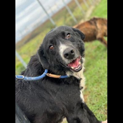 BENNY , UNA PICCOLA TENEREZZA, CANE IN ADOZIONE TG MEDIO CONTENUTA - Foto 5