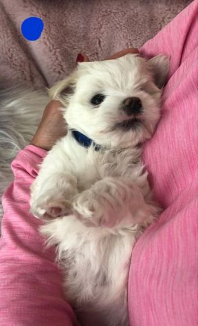 Cuccioli di Maltese
