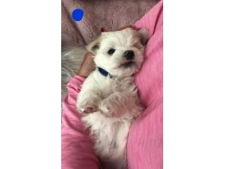 Cuccioli di Maltese