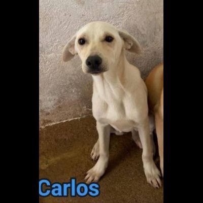 CARLOS SIMIL LABRADOR IN MINIATURA CUCCIOLO IN ADOZIONE - Foto 10