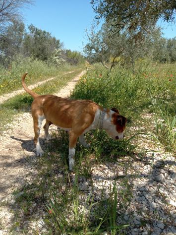 Cuccioli Amstaff Bari Lecce Taranto Brindisi Foggia Puglia con pedigree - Foto 6