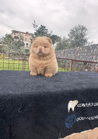 Chow chow - Foto 7