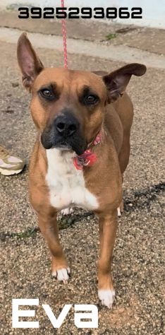 Eva una dolcissima cagnolina amstaff cerca una casa con un amorevole famiglia - Foto 3
