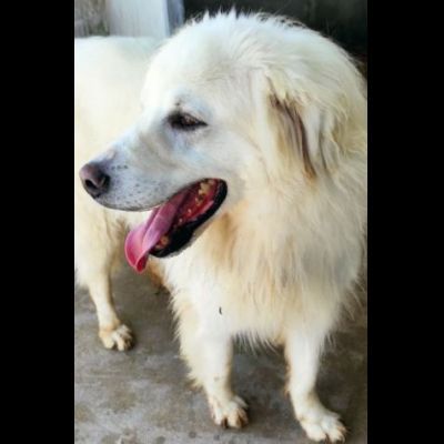 DUE MERAVIGLIE DIMENTICATE, CANI IN ADOZIONE - Foto 9