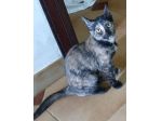 Tarty gattina