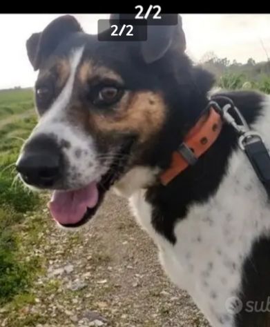 Mix Jack Russel SALIVA SUI TRENI SOLO E PARTIVA!8anni buon carattere CASERTA