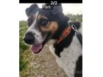 Mix Jack Russel SALIVA SUI TRENI SOLO E PARTIVA!8anni buon carattere CASERTA
