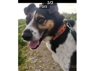 Mix Jack Russel SALIVA SUI TRENI SOLO E PARTIVA!8anni buon carattere CASERTA