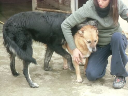 ADONE, splendido cucciolone - Foto 2