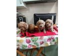 Cucciolo di barboncini toy