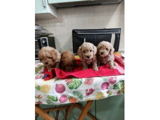 Cucciolo di barboncini toy