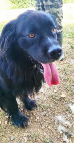 CANE IN ADOZIONE: NADAL, adorabile tenerone. - Foto 9