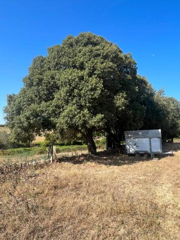 Annesso agricolo in vendita a Luogosanto 22800 mq Rif: 1348054 - Foto 5
