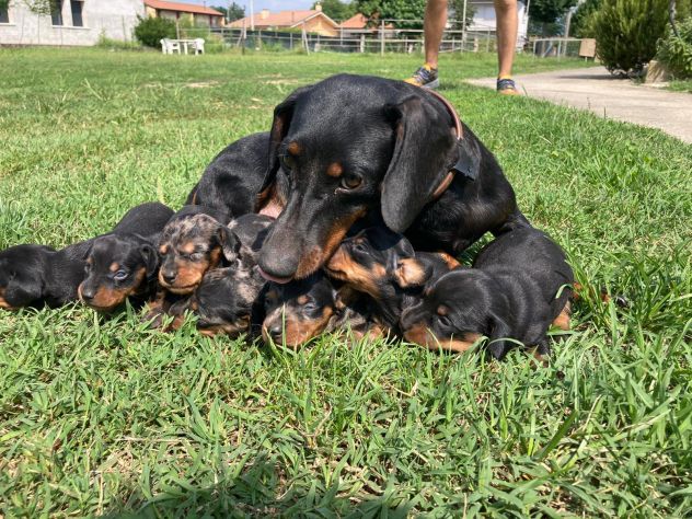 Cuccioli di Bassotto - Foto 4