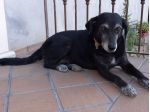 HOLLY IN REGALO IN TUTTA ITALIA