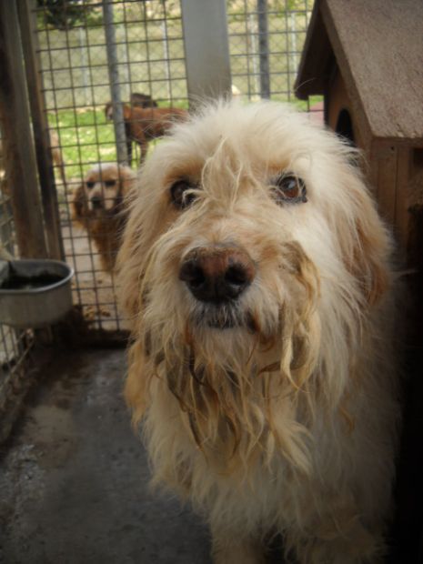 GEREMIA, simpaticissimo spinone - Foto 3