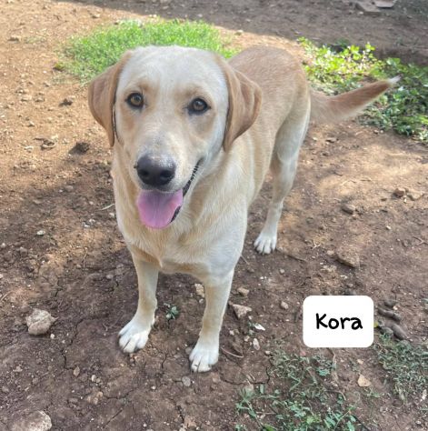 Kora simil labrador - Foto 2
