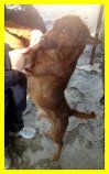 TARGET , CAGNOLINO CHE HA SOFFERTO TANTO ORA SOLO IN CANILE CERCA CASA - Foto 4