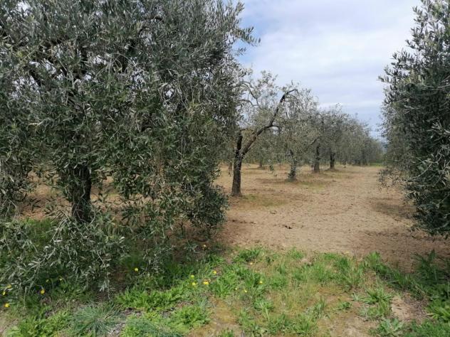 Terreno agricolo in vendita a Perignano - Casciana Terme Lari 10260 mq Rif: 1319002