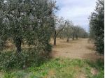Terreno agricolo in vendita a Perignano - Casciana Terme Lari 10260 mq  Rif &hellip;