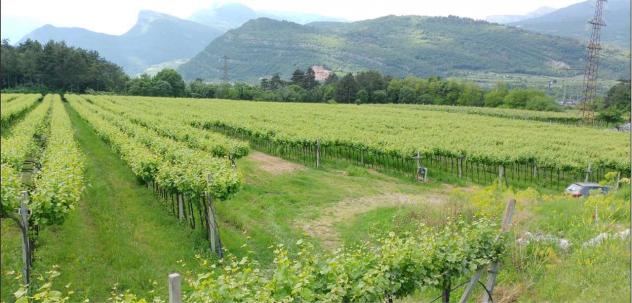 V000347 - VENDESI TERRENO AGRICOLO PINOT GRIGIO - Foto 4