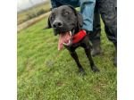 NOIRE SIMIL ALANO CANE IN ADOZIONE