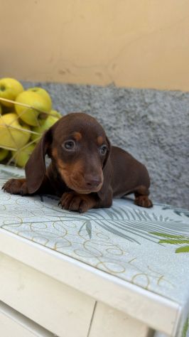 Bassotto cucciolata - Foto 4