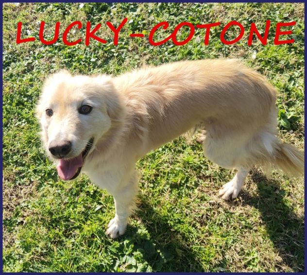 LUCKY COTONE un angelo che aspetta ancora - Foto 4
