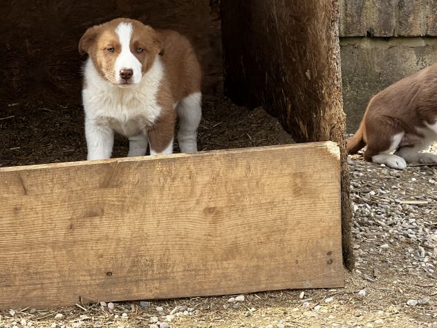 Cuccioli di Simil Australian Cattle Dog - Foto 2