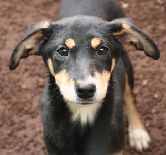 7 adorabili cuccioletti mix Pastore Tedesco - Foto 3