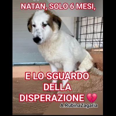 NATAN MERAVIGLIOSO CUCCIOLO IN ADOZIONE - Foto 3