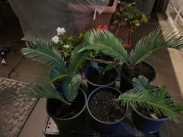 Cycas revoluta | coltiva la tua palma nana - Foto 3