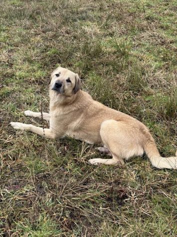 ALEX, cane grande dal cuore gigante! - Foto 8