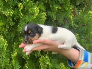 Jack Russell cuccioli