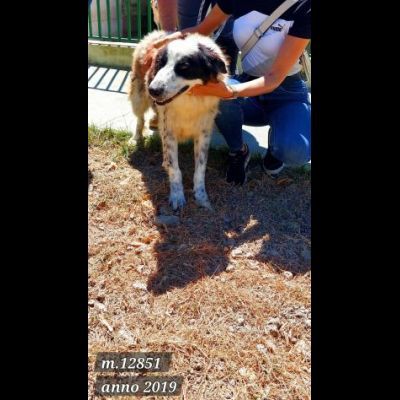 SENZA NOME, SOLO UN NUMERO 380260, CANE IN ADOZIONE - Foto 2