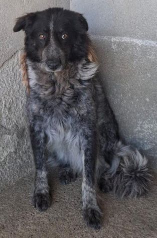 STELLA 8 ANNI taglia media E’ IN CANILE - Foto 4