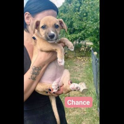 CHANCE e BONHEUR DELIZIOSI CUCCIOLI IN ADOZIONE - Foto 2