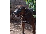 Ciccia 4/5anni mix Labrador marrone da sempre in canile,buona con tutti.NAPOLI