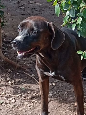Ciccia 5anni mix Labrador marrone da sempre in canile,buona con tutti.NAPOLI