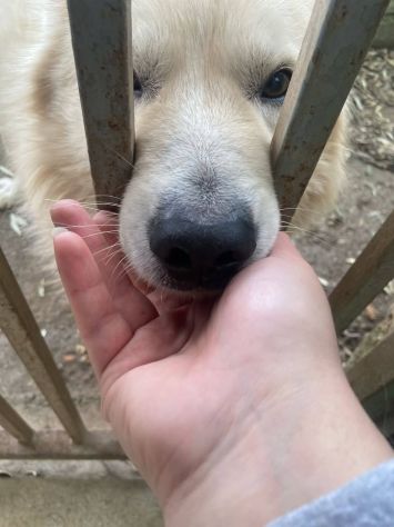 RUNNER CANE IN ADOZIONE - Foto 6