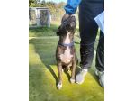 Apollo simil amstaff