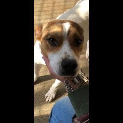 CAIO, cerca salvezza dal canile, cane in adozione tg medio piccola