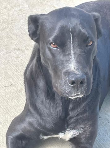 PUMA SIMIL CANE CORSO 3 ANNI ANCHE LEI IN CANILE… - Foto 5