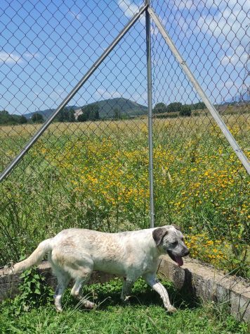 CANE IN ADOZIONE: JAGO nato nel marzo 2022 - Foto 10