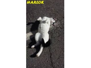 HARLOK, bellissimo micione